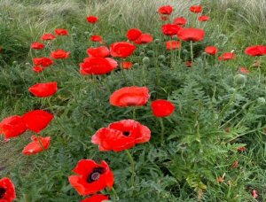 poppies